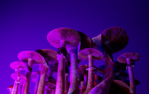 Psilocybin Mushroom
