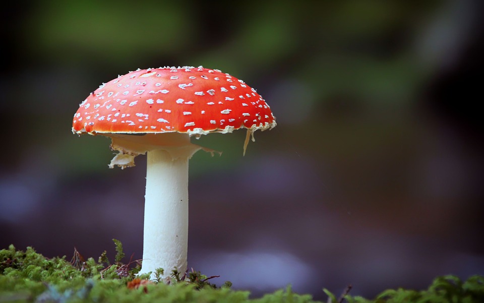 magic mushroom