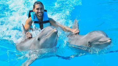 How to Interact with Dolphins without Hurting Them