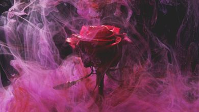buy roses online