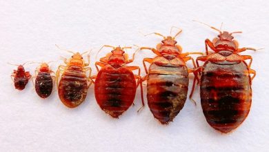 best pest control for bed bugs