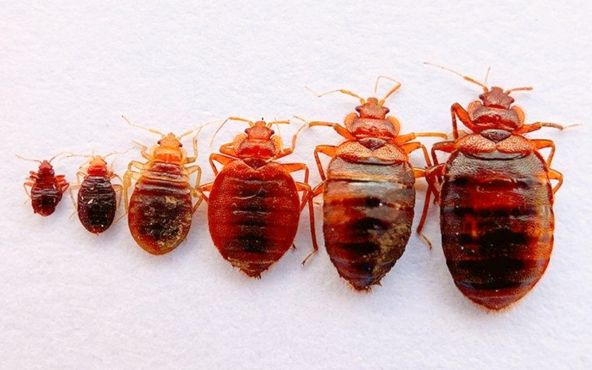 best pest control for bed bugs