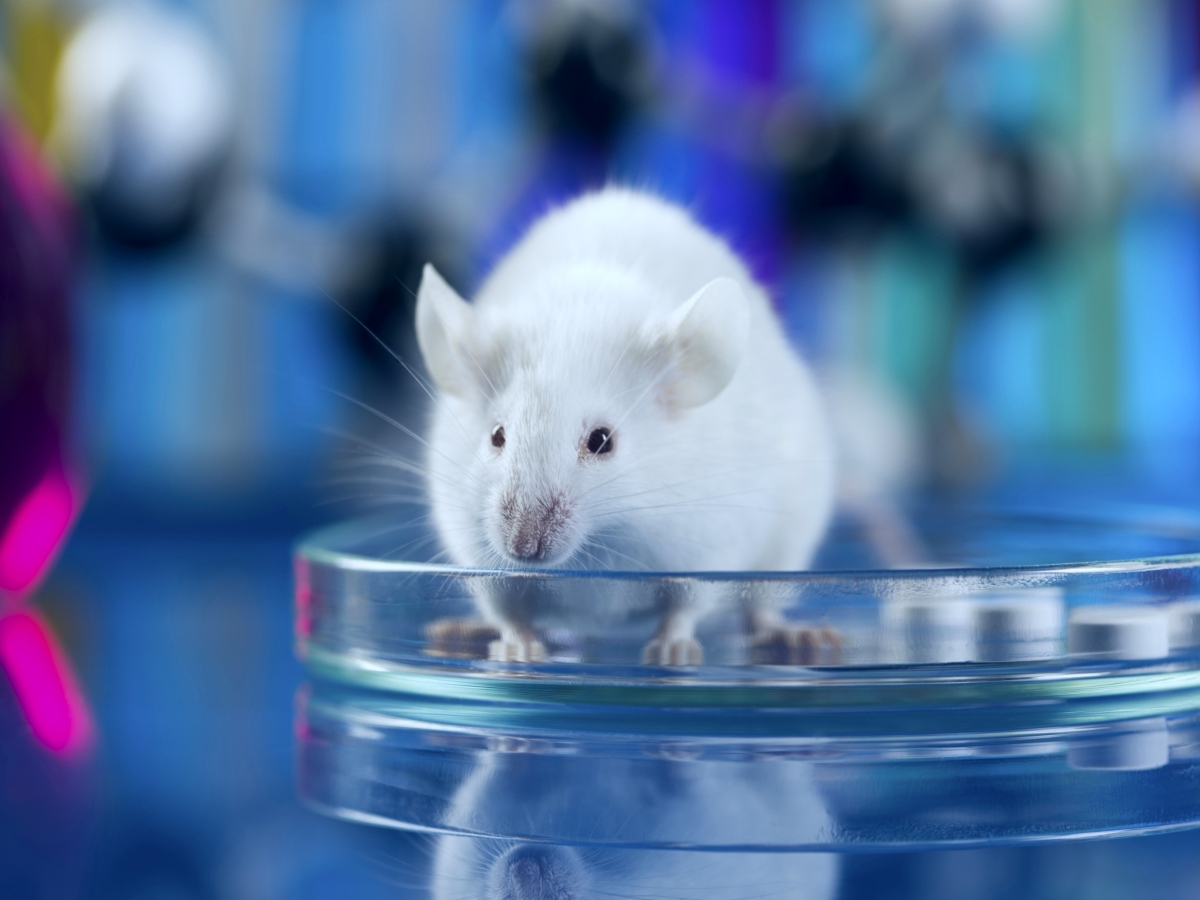 emergency rodent removal