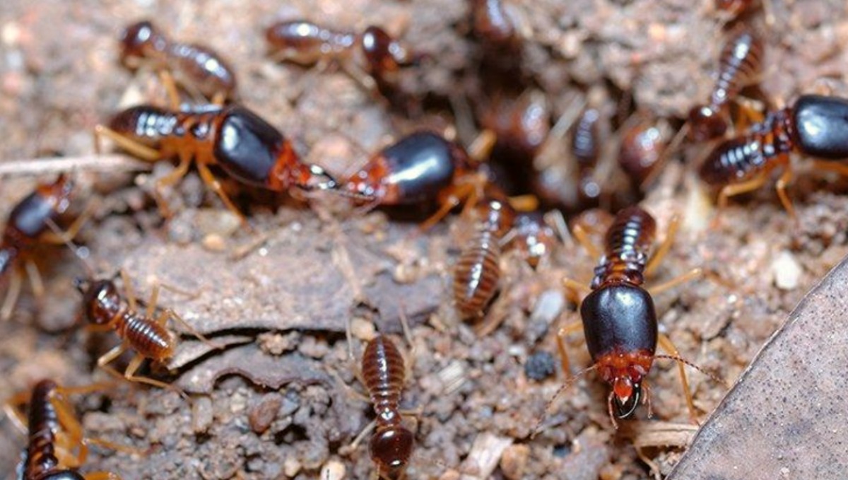 local termites pest control