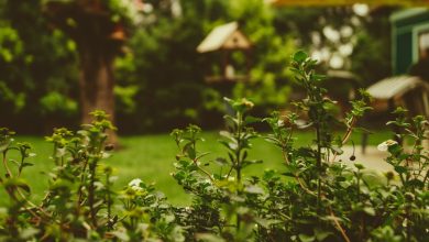 Hedge Plants