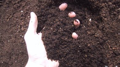 composting