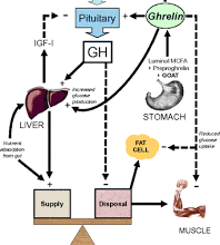 Please find out more about the growth hormone for Children and Its Value.