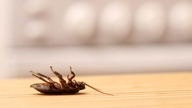 cockroaches pest control specialist near me