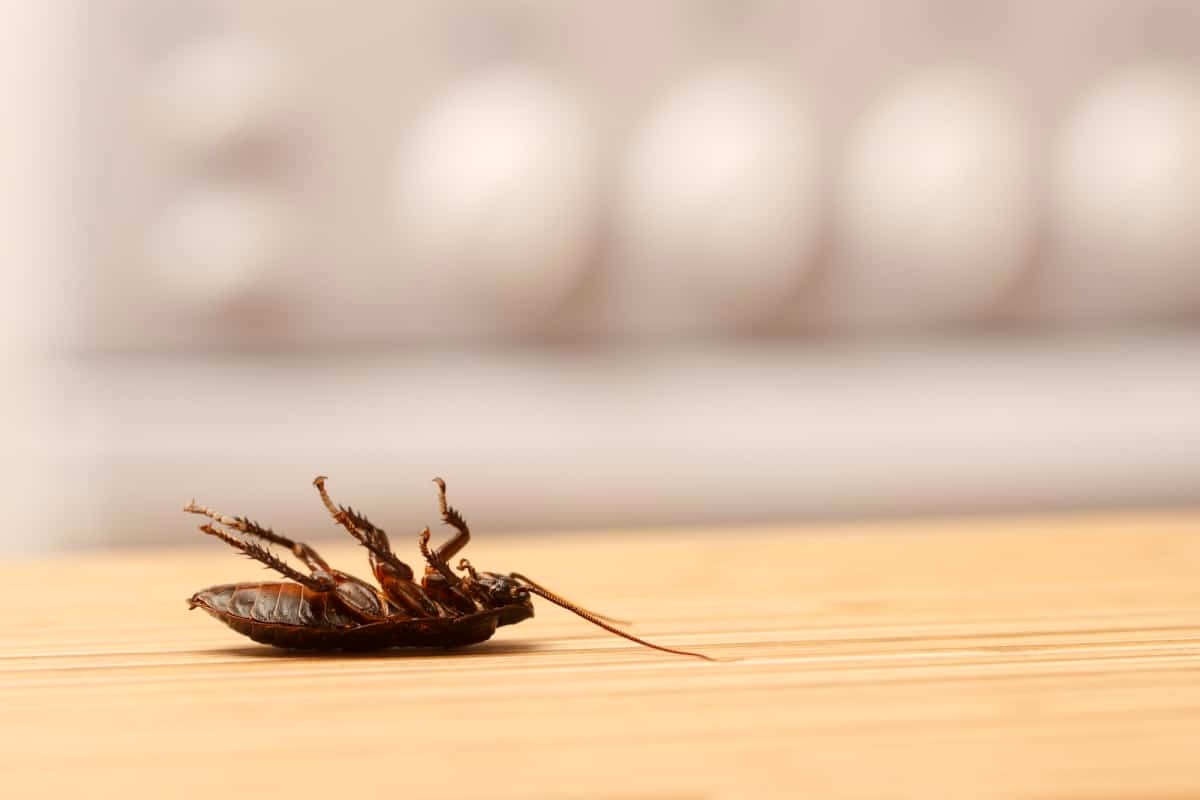 cockroaches pest control specialist near me