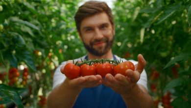 tomato