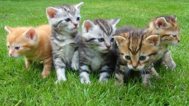 Top 185 Cat Names From Movies For Your Feline Superstar