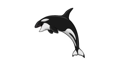 How to Draw an Orca