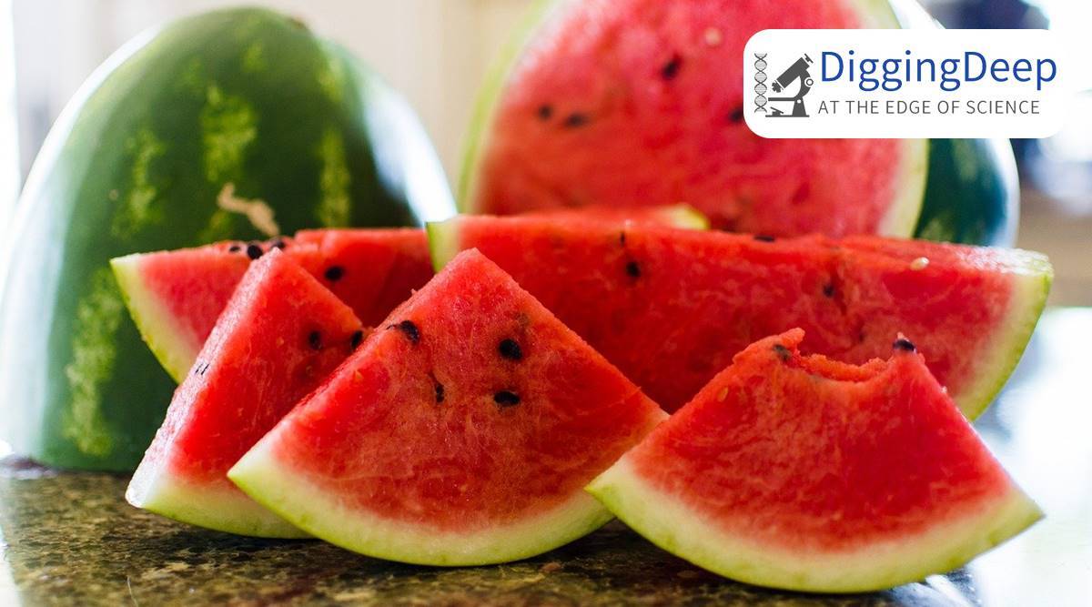 How Long Does Watermelon Endure?