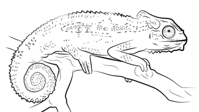 chameleon