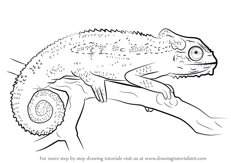 chameleon