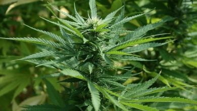 Canada Weed Laws