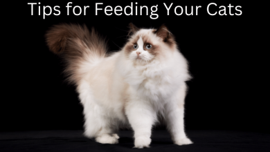 Tips for Feeding Your Cats